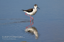Il riposo del Cavaliere d'Italia e i tuffi del Beccapesci