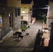 22 cinghiali in due notti a spasso per le vie di San Piero