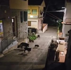 22 cinghiali in due notti a spasso per le vie di San Piero