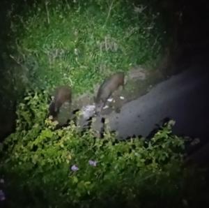 Cinghiali ormai protagonisti fissi di raid notturni a Carpani