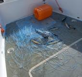 Non si fermano i controlli nell'AMP di Giannutri. La Guardia Costiera rimuove 300 metri di palangaro in zona integrale