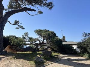 Fotonotizia: Il crollo di un ramo del vecchio "grande pino" di Lacona