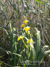 L'Università del Tempo Libero ospita Antonello Marchese per un incontro tematico sulla zona umida delle Prade