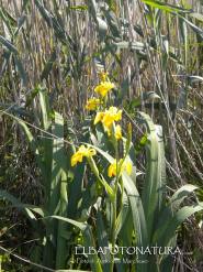 L'Università del Tempo Libero ospita Antonello Marchese per un incontro tematico sulla zona umida delle Prade