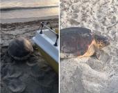 Tartarughe marine: fallito un tentativo di nidificazione a Sant’Andrea