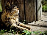 La Foto del Giorno (31 ott.)