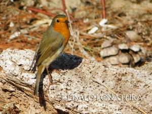 La Foto del Giorno (17 ott.)