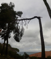Pino troncato dal vento, pericolante sulla strada, rimosso dagli operai della Provincia