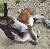 L'asino zoppo... sanato