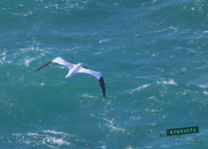 Fotonotizia:  Sono arrivate le Sule!