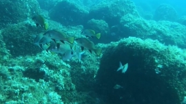 Dalla Fondazione Elba uno studio ed un video sui fondali costieri dell'Isola