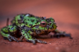 La Foto del Giorno (4 mag.)