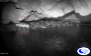Le incredibili immagini della Foca Monaca a Capraia