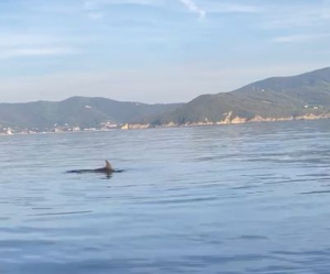 Delfini al largo della spiaggia del Bagno - video