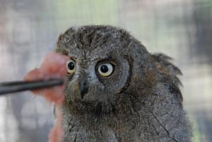 “Rapaci”: La Foto della settimana è di Yuri Tiberto