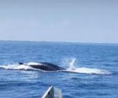 Il comandante della MN Principe racconta l'incontro con le balene