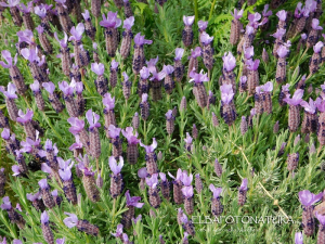 La Foto del Giorno (3 mag.)