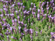 La Foto del Giorno (3 mag.)