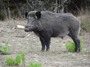 Tutela della biodiversità e controllo faunistico: dal Parco contributo annuale e nuovi servizi per i selecontrollori
