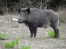 Tutela della biodiversità e controllo faunistico: dal Parco contributo annuale e nuovi servizi per i selecontrollori