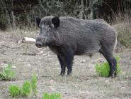 Tutela della biodiversità e controllo faunistico: dal Parco contributo annuale e nuovi servizi per i selecontrollori