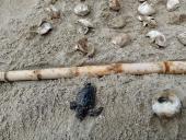 A Sant’Andrea e Procchio sono nate 173 tartarughe marine