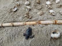 A Sant’Andrea e Procchio sono nate 173 tartarughe marine