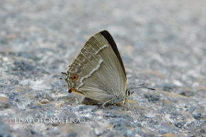 Strada del Volterraio, dove la Natura si è ripresa i suoi spazi