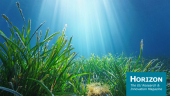 Le praterie di posidonia dell’Arcipelago toscano al centro del progetto europeo MarineSabres