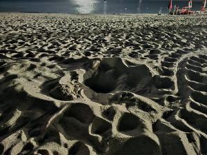 Tartaruga marina sulla spiaggia di Seccheto: nessun nido deposto