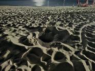 Tartaruga marina sulla spiaggia di Seccheto: nessun nido deposto