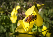 La Foto del Giorno (11 mar.)