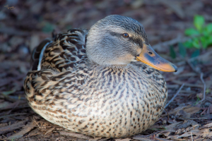 La Foto del Giorno (30 nov.)