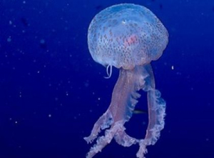 Uccidere le meduse non si deve, è un reato