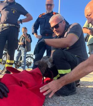 Piccolo muflone si tuffa in mare, salvato nelle acque marinesi dai Vigili del Fuoco