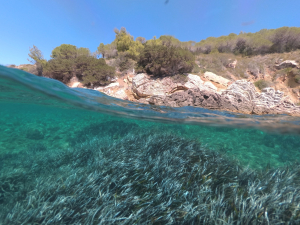 Ai blocchi di partenza gli eventi del progetto Life Sea.Net