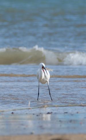 Fotonotizia: La buona pesca della Garzetta