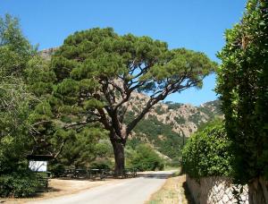 Il tramonto del Pino - centenario ed identitario - longonese di Monserrato