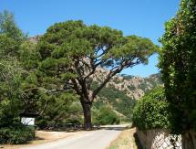 Il tramonto del Pino - centenario ed identitario - longonese di Monserrato