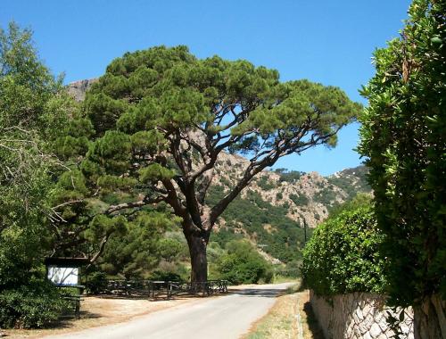 Il tramonto del Pino - centenario ed identitario - longonese di Monserrato