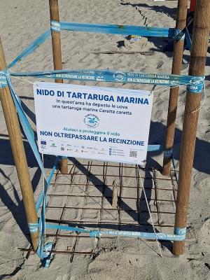Legambiente cerca volontari per la sorveglianza al nido di Fetovaia