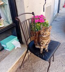 Sparita Milù, la gatta di via Guerrazzi
