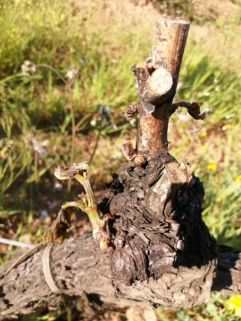 Brutta botta di gelo per le viti elbane. In alcune zone possibile una perdita del 50% del raccolto