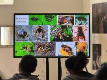 “Spring School in Entomology 2026” - All'Elba cresce una nuova generazione di entomologi