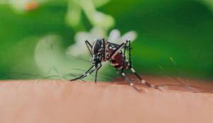 Dengue: come difendersi dalle zanzare e perché la prevenzione riguarda tutti i cittadini