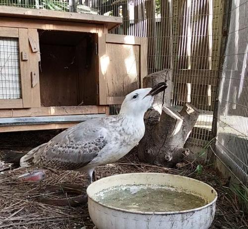 L’isola d’Elba: hotspot per la biodiversità da tutelare