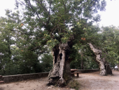 I castagneti secolari elbani attraggono la meritata attenzione