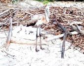 Un giovane  fenicottero approdato a Pianosa