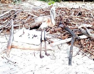 Un giovane  fenicottero approdato a Pianosa