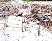 Un giovane  fenicottero approdato a Pianosa